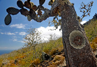 Pinzón cactus with large Parmotrema species, Pinzón
