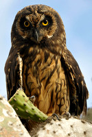 Short-eared Owl (Asio flammeus galapagoensis), Gardner por Floreana, GalÃ¡pagos