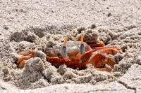 Ocypode guadichaudii  (Ghost Crab), Tortuga Bay, Santa Cruz, Galápagos