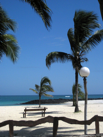 Cocos Palms at Playa Villamil, Isabela