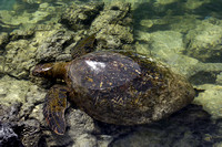 Galáqagos Green Turtle