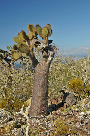 Cactus with tortoise on Pinzón, Galápagos