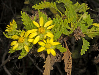 Lecocarpus pinnatifidus