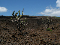 Jasminocereus Cactus, Volcán Chico, Sierra Negra, Isabela