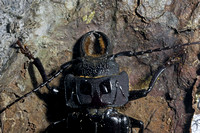 Giant Longhorn Beetle