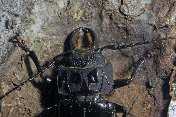 Giant Longhorn Beetle