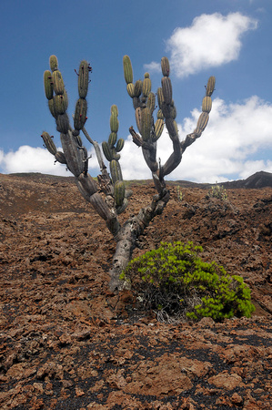 Jasminocereus thouarsii (Candelabra Cactus) & Darwiniothamnus sp., Volcán Chico, Sierra Negra, Isabela