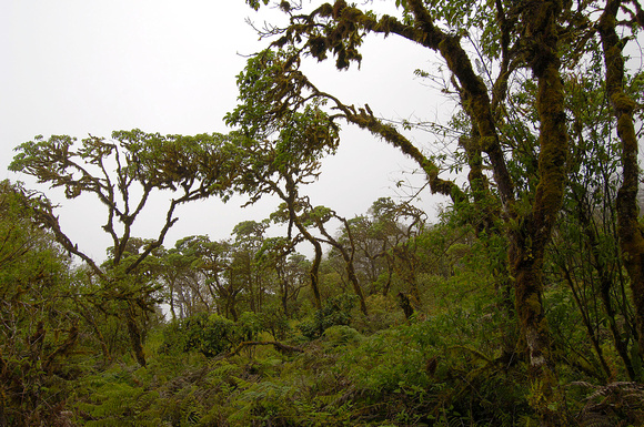Old growth Scalesia Forest behind Cerro Crocker, Galápagos