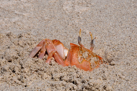 Ocypode guadichaudii  (Ghost Crab), Tortuga Bay, Santa Cruz, Galápagos