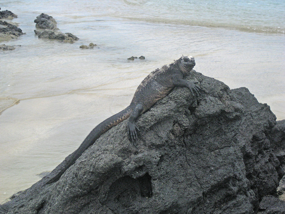 Marine Iguana at Playa Villamil, Isabela, Galápagos