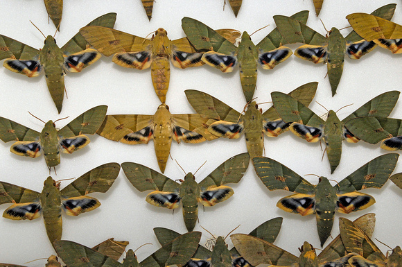 Moth Collection