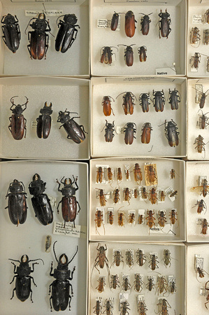 Beetle Collection