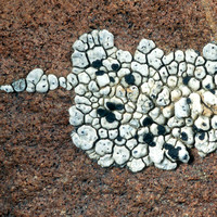 Sonoran Desert Lichens