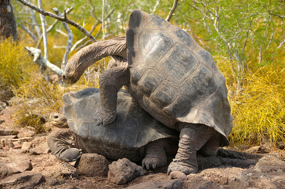 Copulating Pinzón Galápagos Tortoise