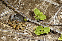 Hermit Crab (Coenobita compressa), Pinta
